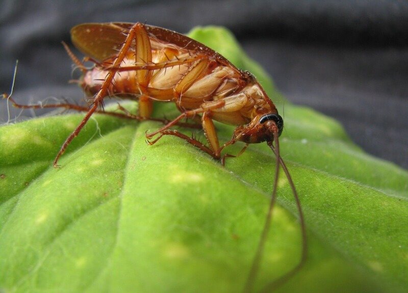 what are the potential risks of pests and diseases in city gardening 6