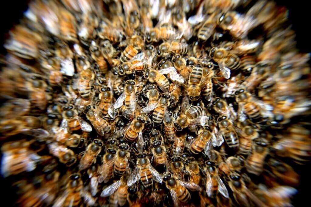The Rise Of Urban Beekeeping: Starting Your Own Hive